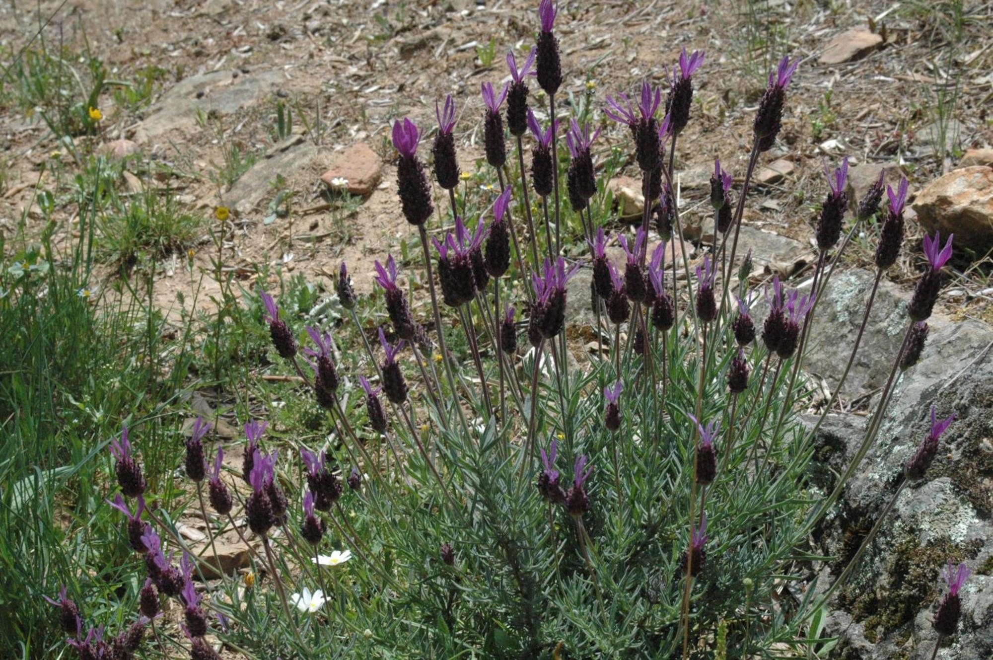 Quinta Do Vaqueirinho - Agro-Turismo Βίλα Marvão Εξωτερικό φωτογραφία
