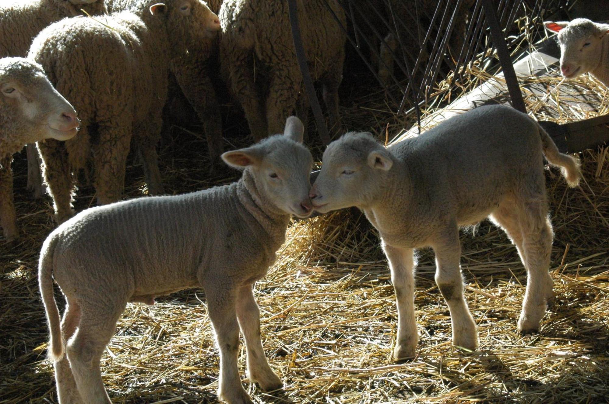 Quinta Do Vaqueirinho - Agro-Turismo Βίλα Marvão Εξωτερικό φωτογραφία