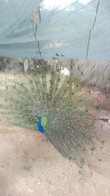 Quinta Do Vaqueirinho - Agro-Turismo Βίλα Marvão Εξωτερικό φωτογραφία